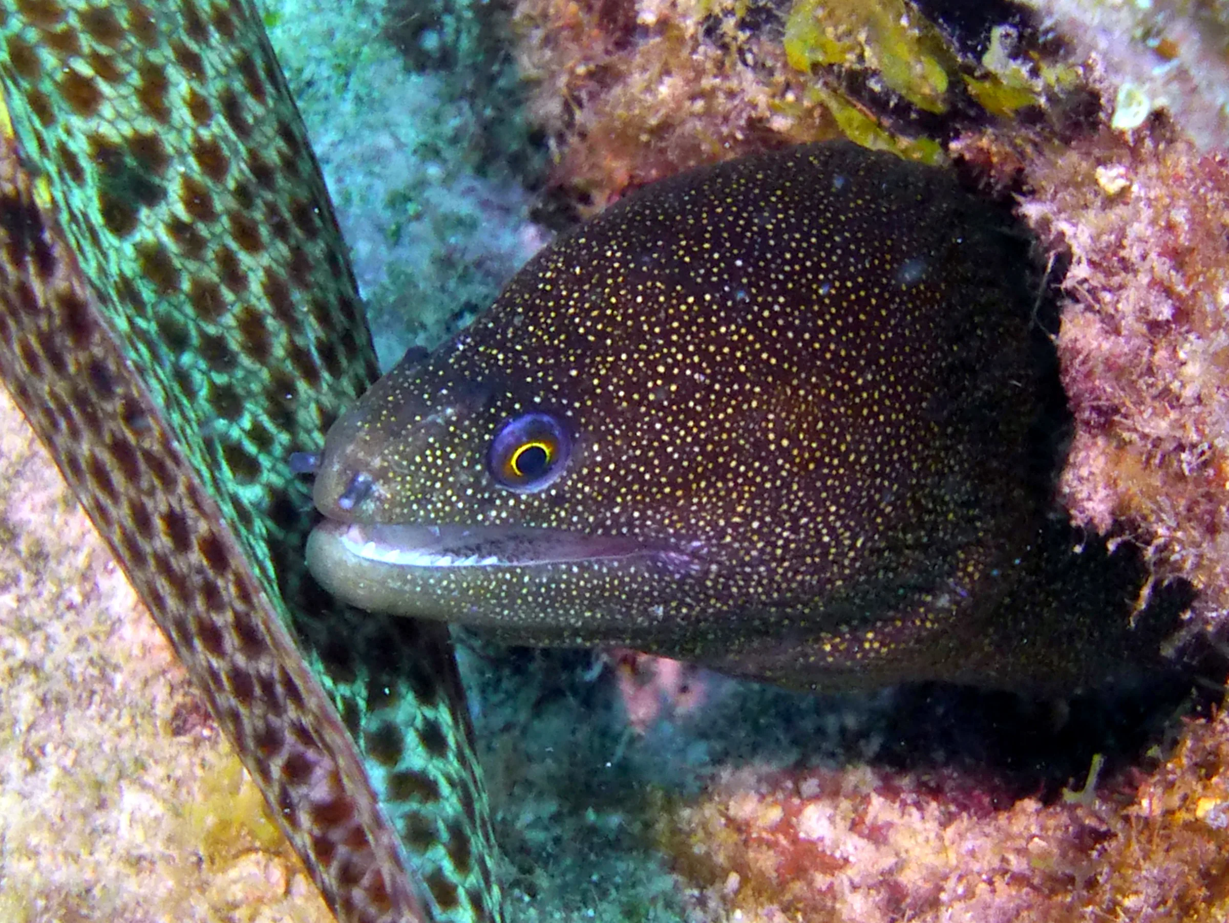 Goldentail Moray Eel, Bonaire, 2013
