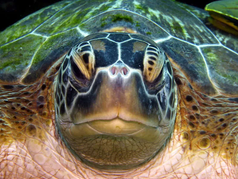 Philippines underwater photograph, 2015