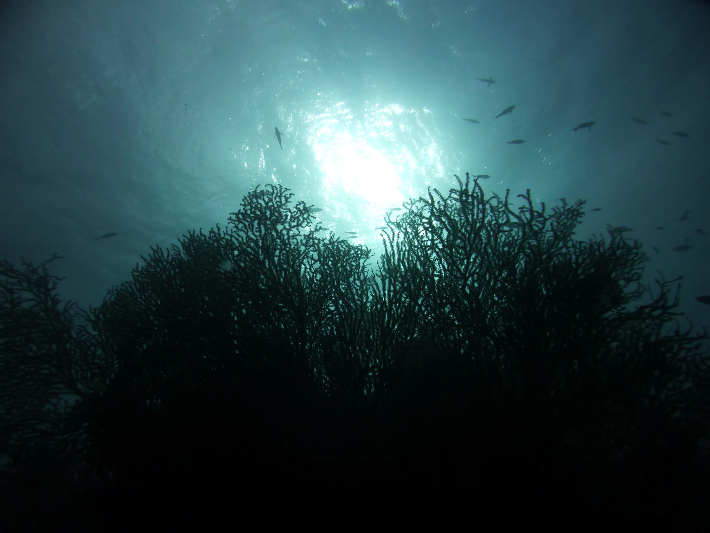 Belize underwater photograph, 2017