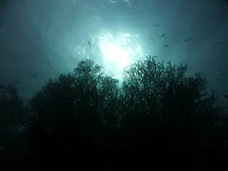 Underwater photograph by Joel Bergsma
