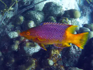 Underwater photograph by Joel Bergsma