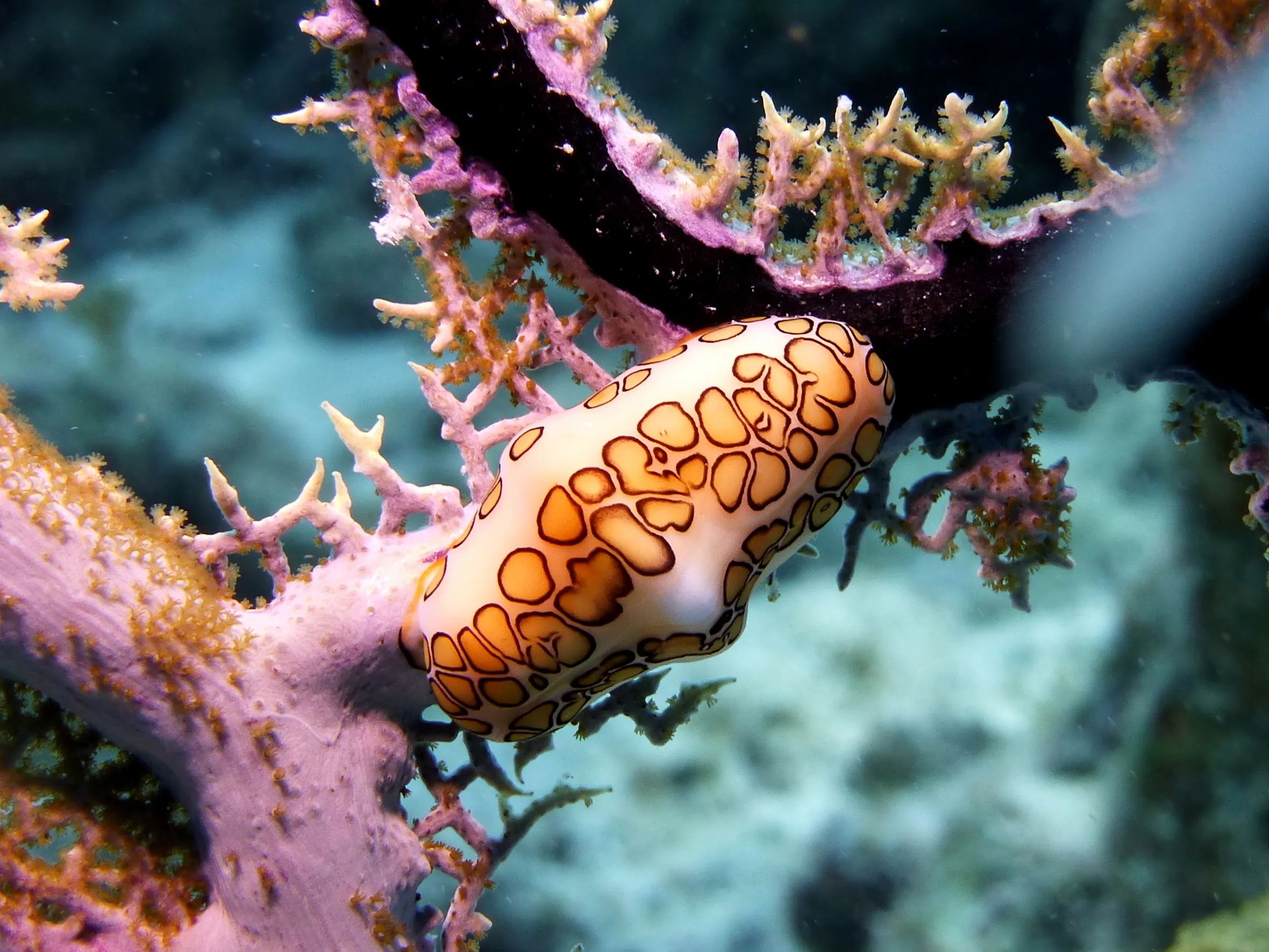 Flamingo Tongue Snail, Bonaire, 2013