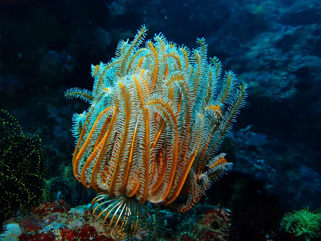 Underwater photograph by Joel Bergsma