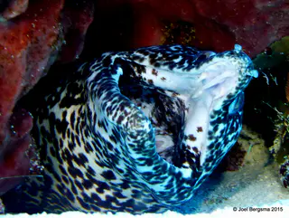 Underwater photograph by Joel Bergsma