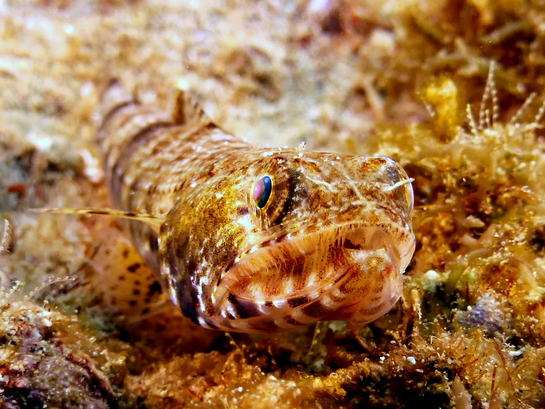 Lizardfish, Philippines, 2014