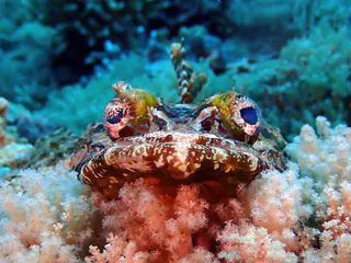 Underwater photograph by Joel Bergsma