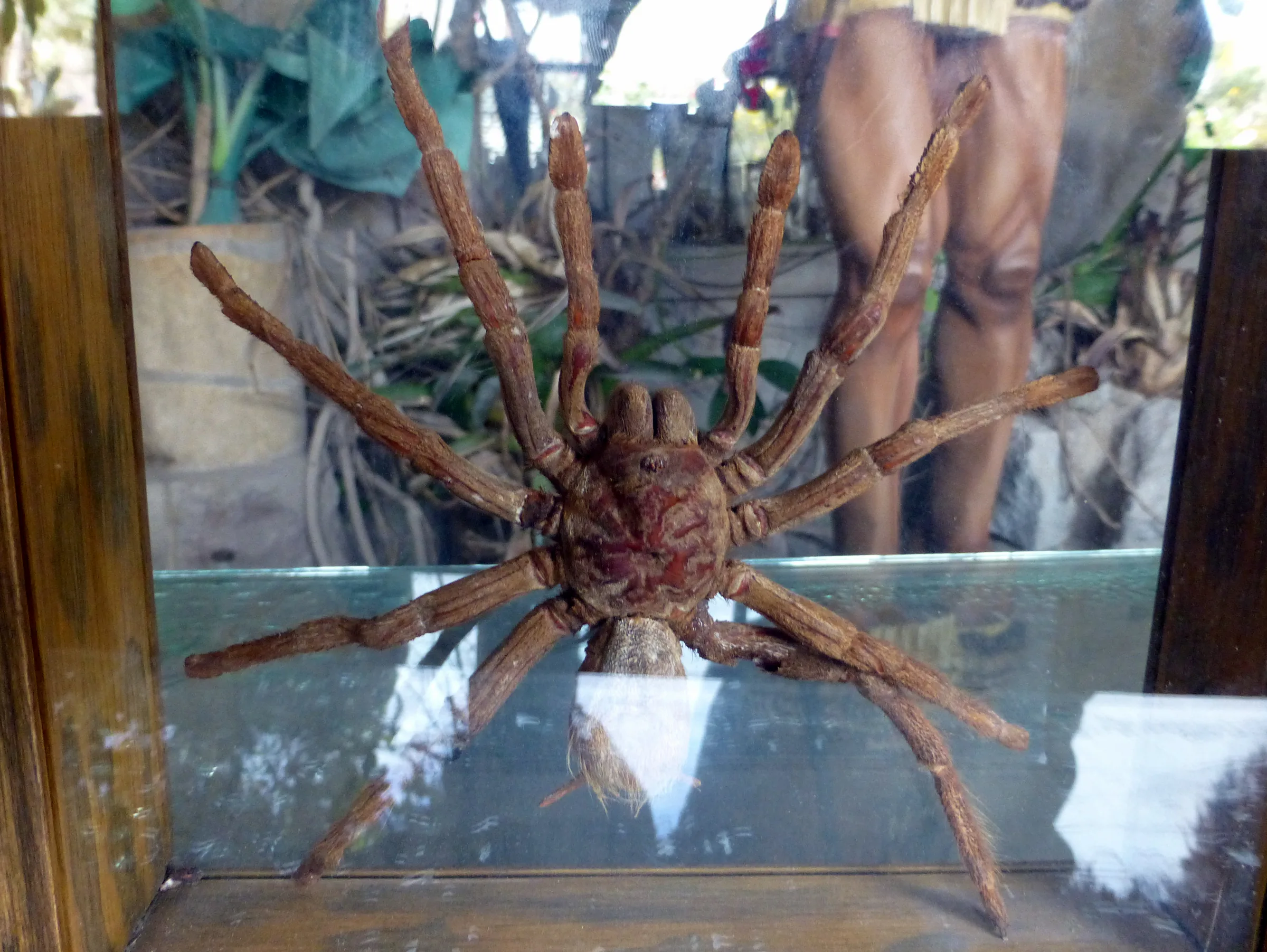 Intinan Museum - Rainforest Tarantula.