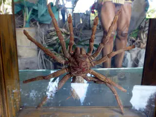 Intinan Museum - Rainforest Tarantula.