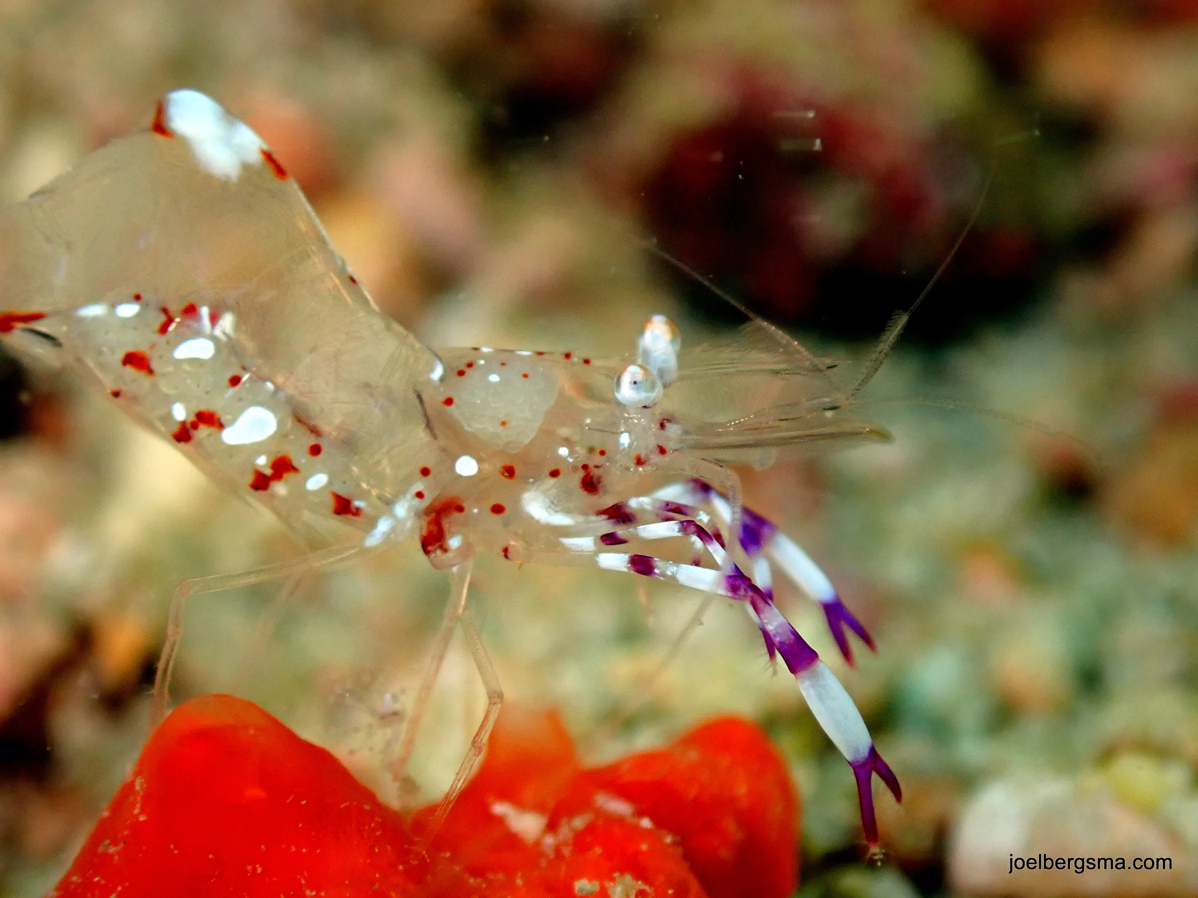 Philippines underwater photograph, 2022