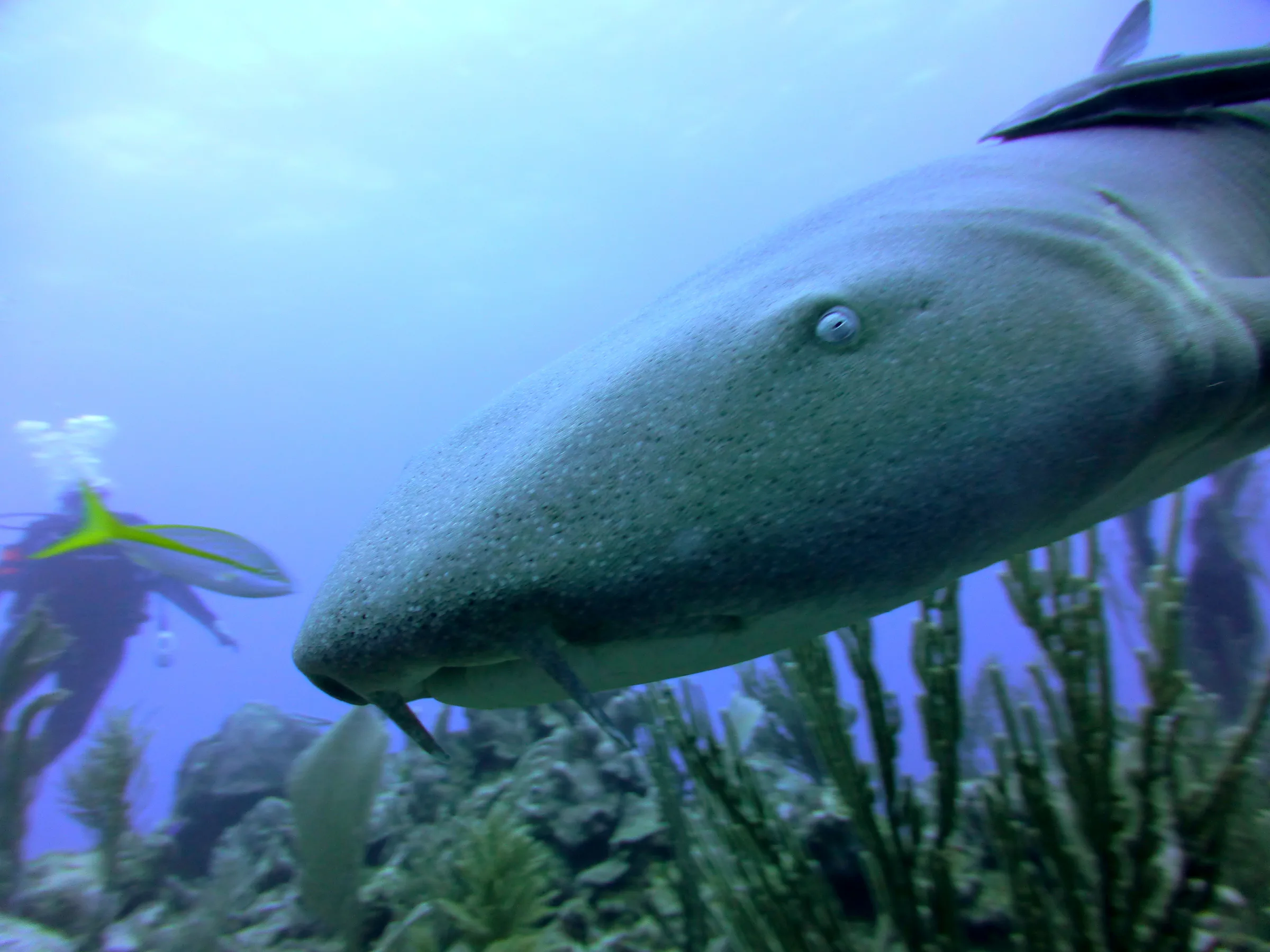 Nurse Shark, Belize, 2017
