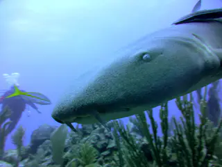 Underwater photograph by Joel Bergsma