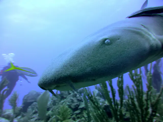 Underwater photograph by Joel Bergsma