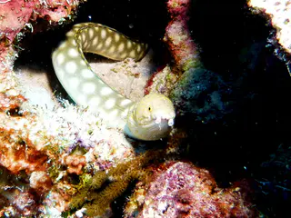 Underwater photograph by Joel Bergsma