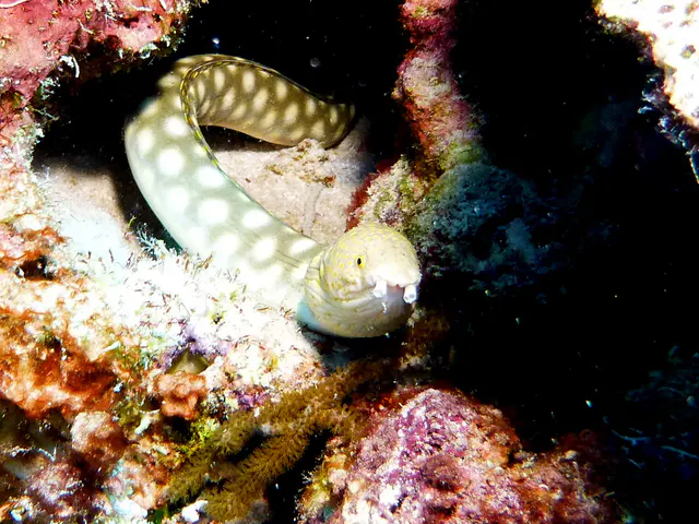 Underwater photograph by Joel Bergsma