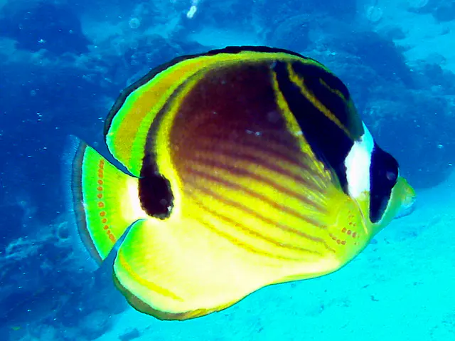 Racoon Butterflyfish.  See Gerald Allen, et al, Reef Fish Identification - Tropical Pacific (2003) at page 21.
