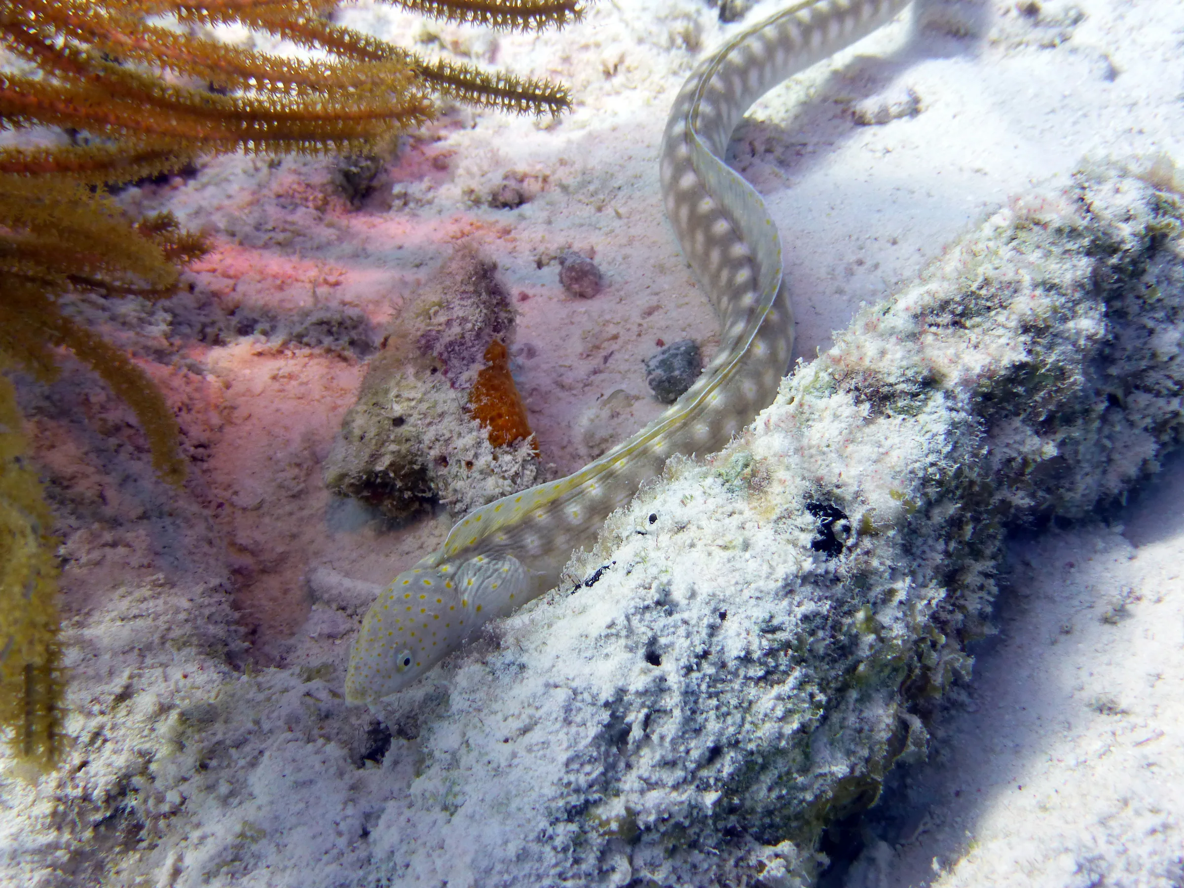 Sharptail Eel, Bonaire, 2013