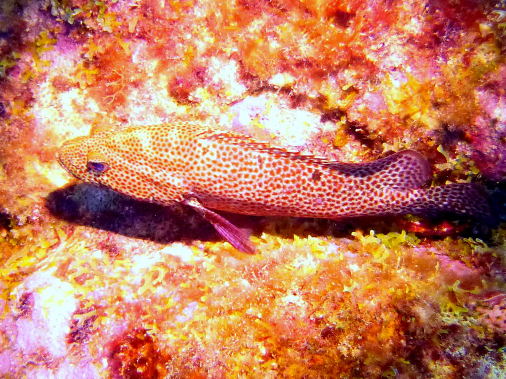 Underwater photograph by Joel Bergsma