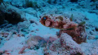 Underwater photograph by Joel Bergsma