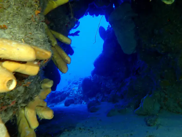 Underwater photograph by Joel Bergsma