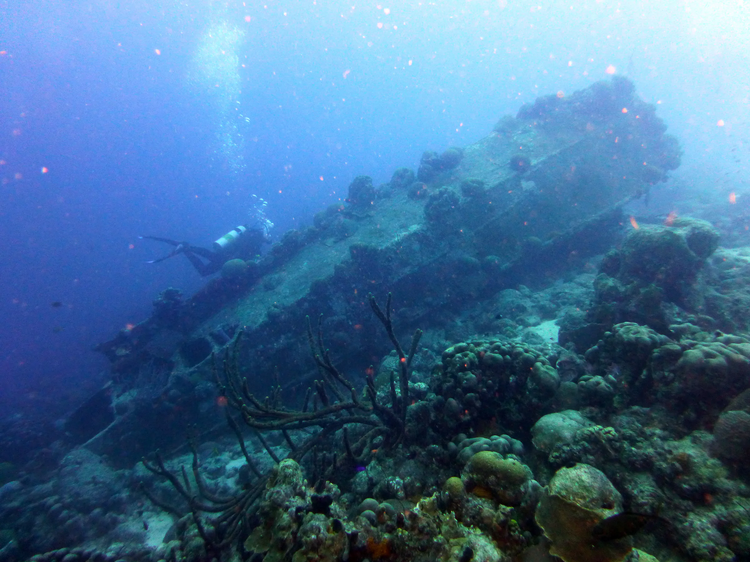 Bonaire underwater photograph, 2013