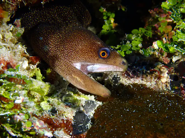 Underwater photograph by Joel Bergsma