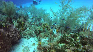 Reef fish
