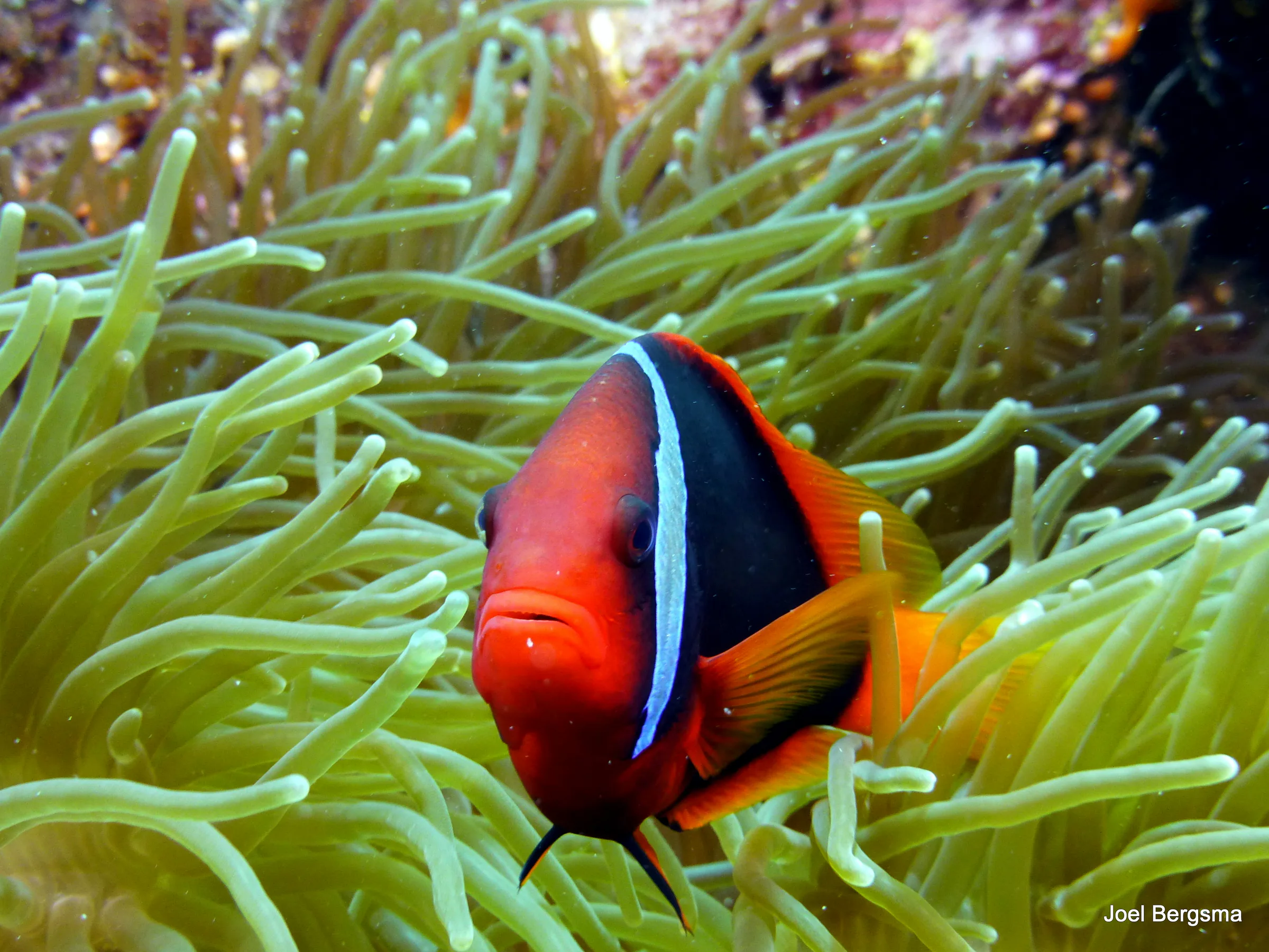 Anemonefish, Philippines, 2017