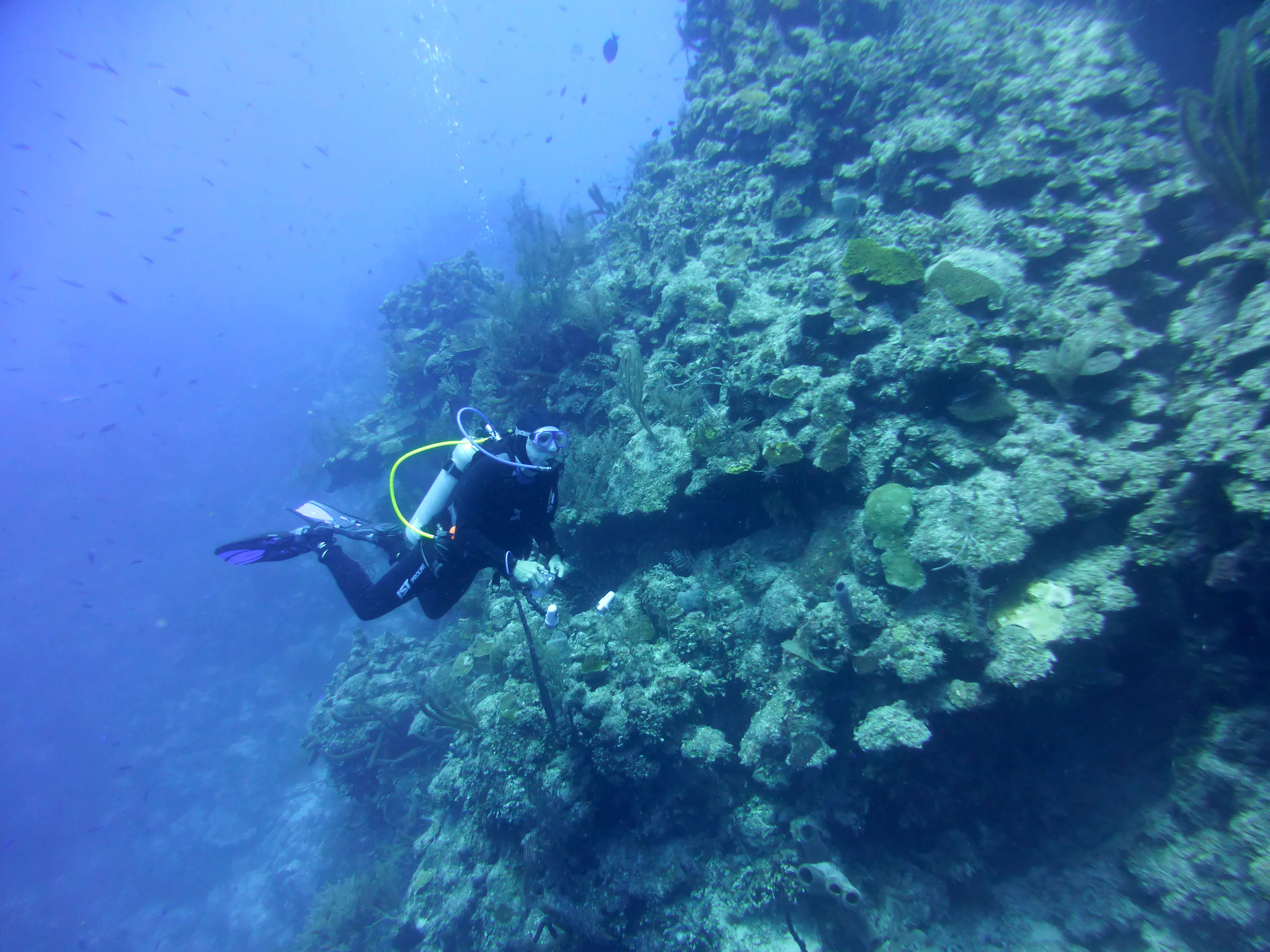 Belize underwater photograph, 2017