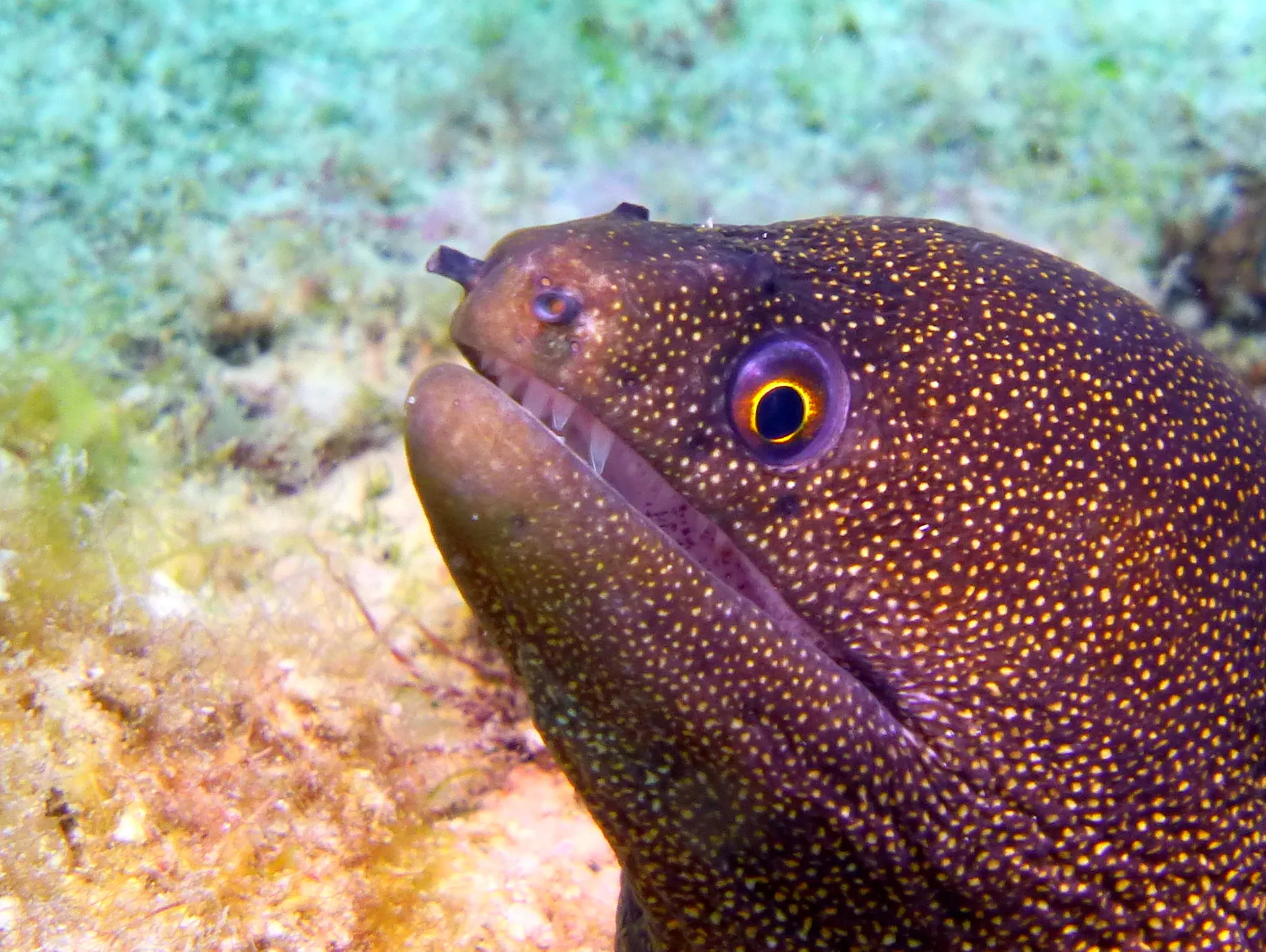 Goldentail Moray Eel, Bonaire, 2013