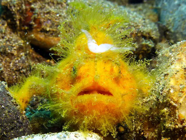 Underwater photograph by Joel Bergsma