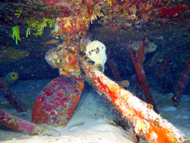 Underwater photograph by Joel Bergsma