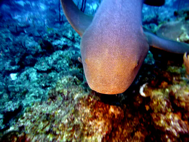 Underwater photograph by Joel Bergsma