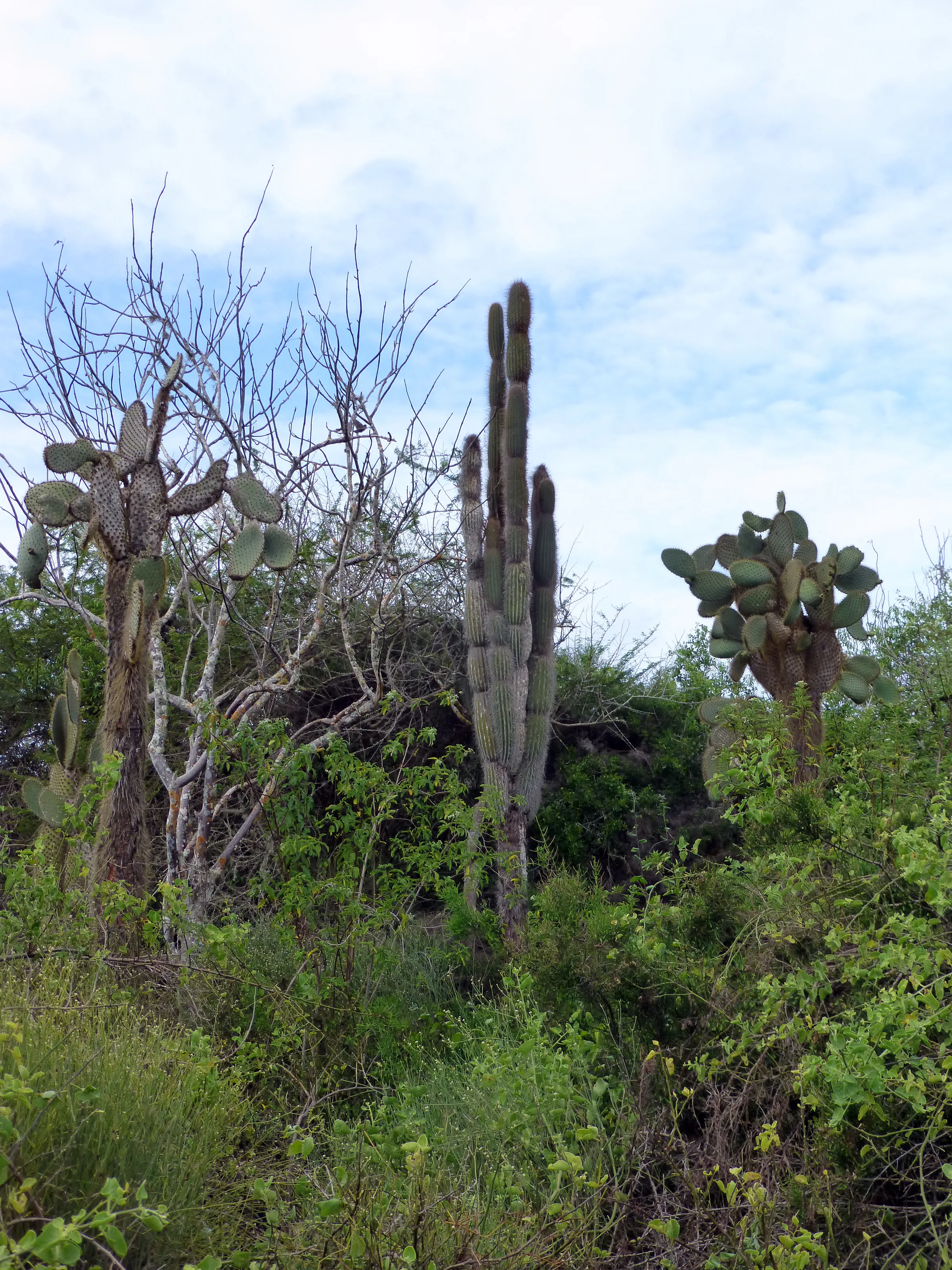 Galapagos Cactus Trees along the pathway to El Garrapatero Beach.