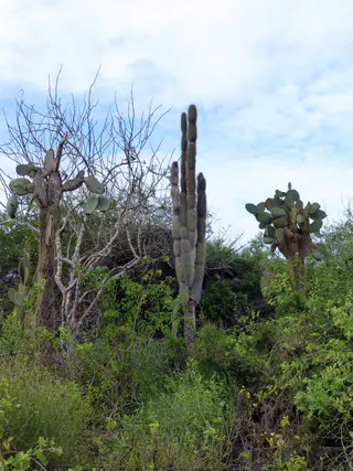 Galapagos Cactus Trees along the pathway to El Garrapatero Beach.