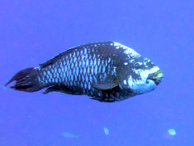 Underwater photograph by Joel Bergsma
