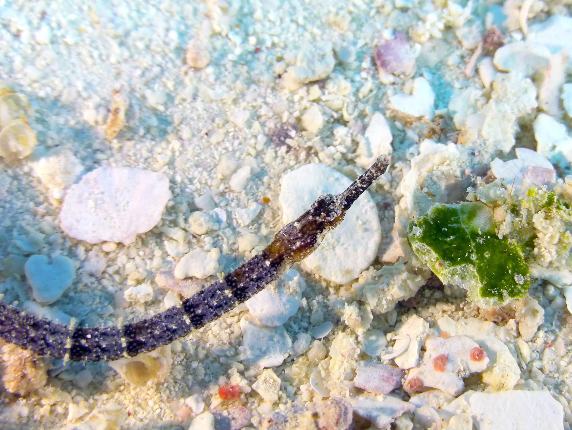 Pipefish, Belize, 2017