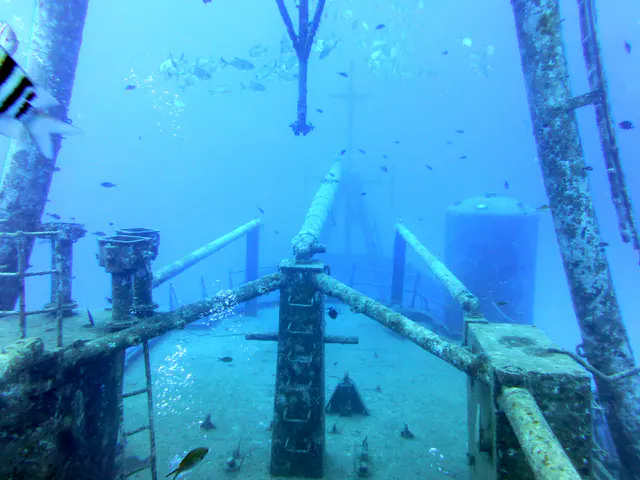 Underwater photograph by Joel Bergsma