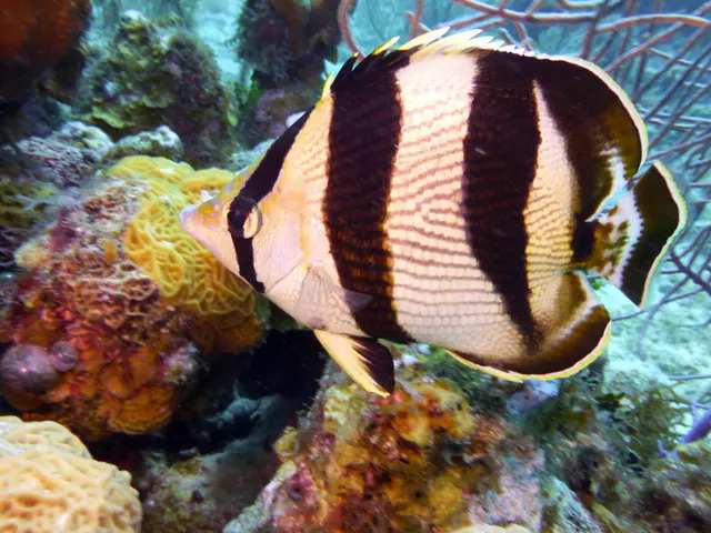 Underwater photograph by Joel Bergsma