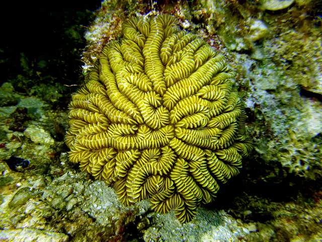 Underwater photograph by Joel Bergsma