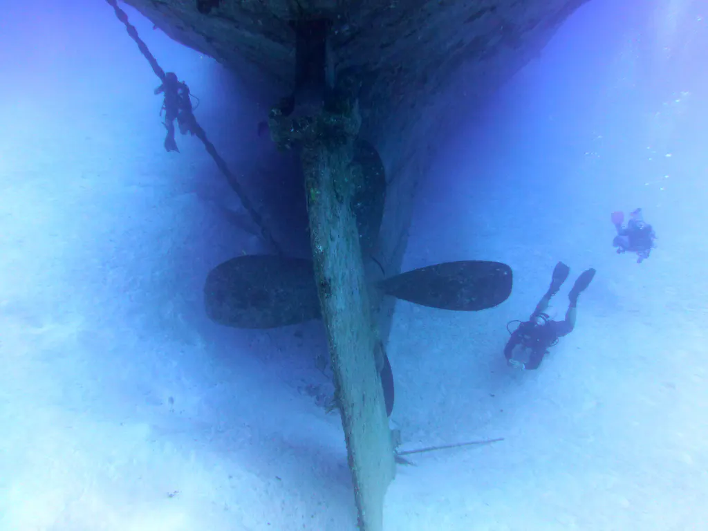 Underwater photograph by Joel Bergsma