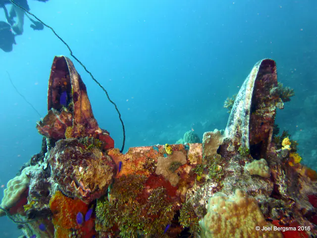 Underwater photograph by Joel Bergsma
