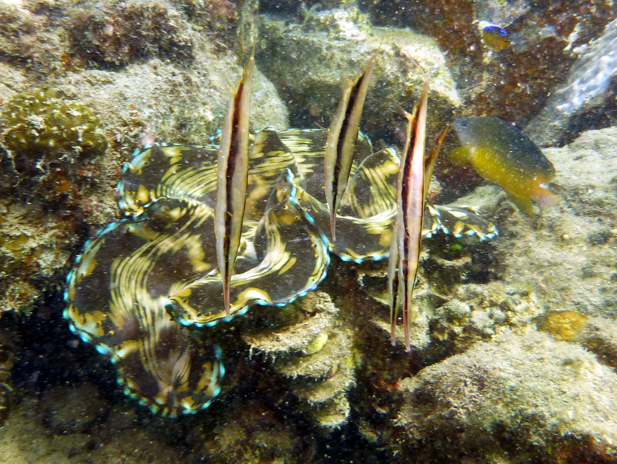 Razorfish, Palau, 2013