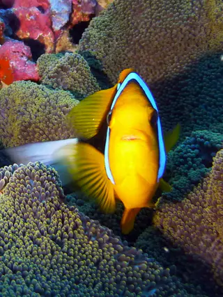 Underwater photograph by Joel Bergsma