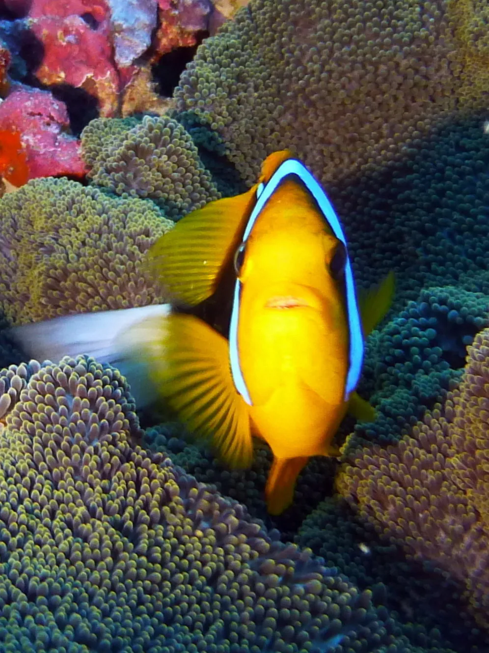 Anemonefish, Palau, 2016