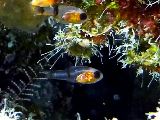 Underwater photograph by Joel Bergsma