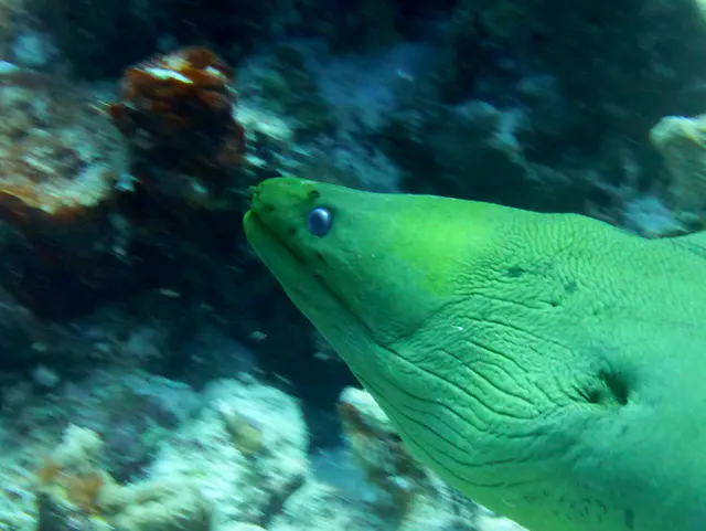 Underwater photograph by Joel Bergsma