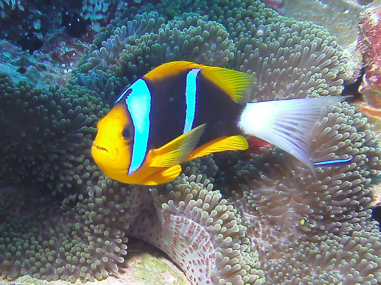 Orange-finned anemonefish and cleaner wrasse. See Gerald Allen, et al, Reef Fish Identification - Tropical Pacific (2003) at page 64.