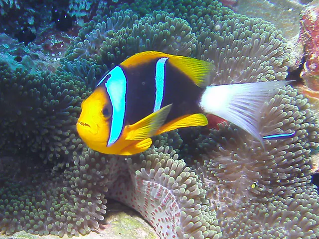 Orange-finned anemonefish and cleaner wrasse.   See Gerald Allen, et al, Reef Fish Identification - Tropical Pacific (2003) at page 64.