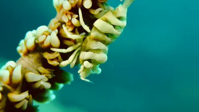 Underwater photograph by Joel Bergsma