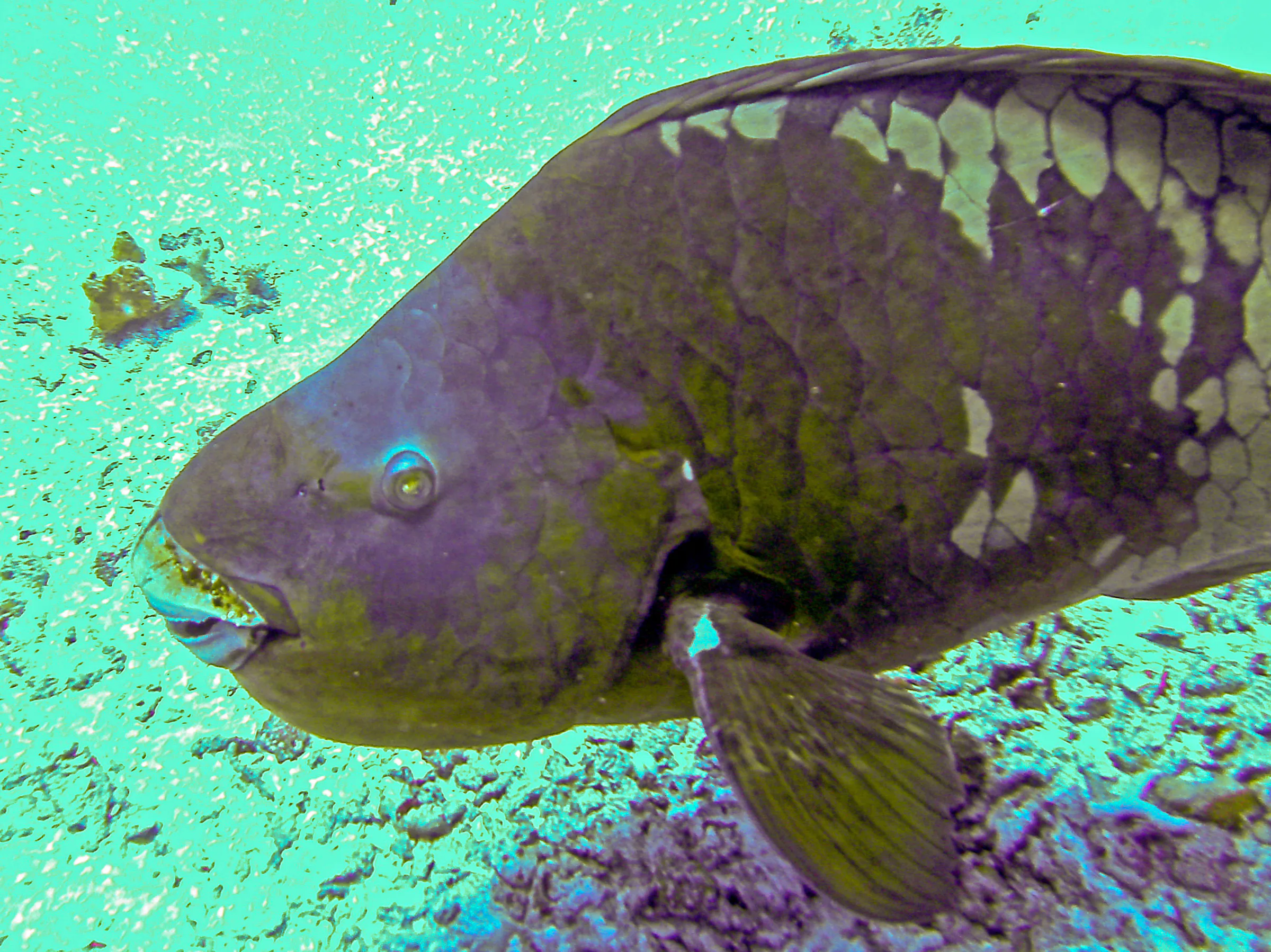 Rainbow Parrotfish